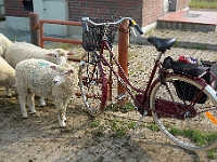 Schafe und Fahrrad am Sperrwerk der Wedeler Au